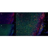 Immunofluorescence  - Anti-CD11b Antibody [ED8] (A280338) - Antibodies.com