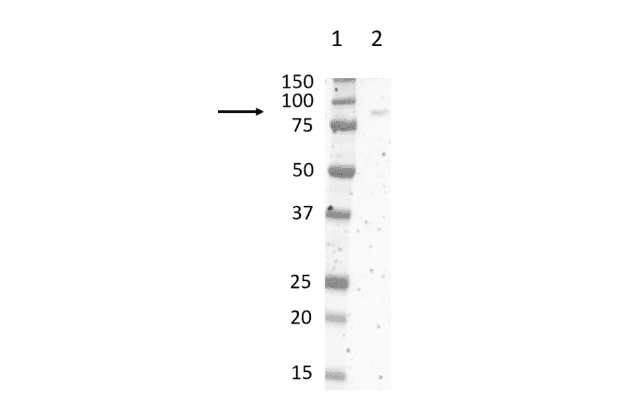 Western Blot - Anti-SIRP alpha Antibody [ED9] (A280341) - Antibodies.com