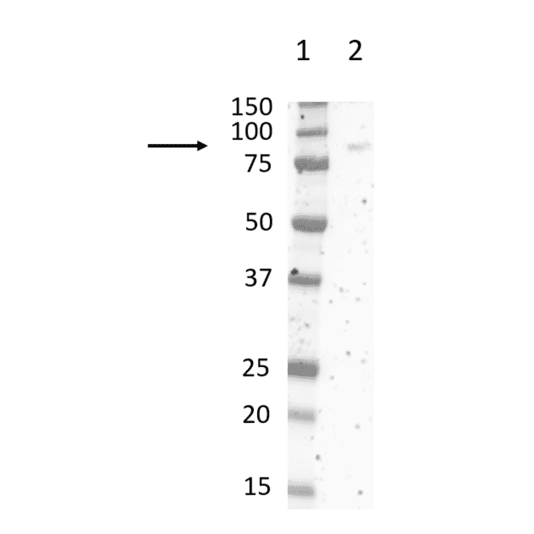 Western Blot - Anti-SIRP alpha Antibody [ED9] (A280341) - Antibodies.com