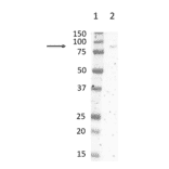 Western Blot - Anti-SIRP alpha Antibody [ED9] (A280341) - Antibodies.com