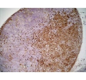 Immunohistochemistry - Anti-SIRP alpha Antibody [ED9] (A280341) - Antibodies.com