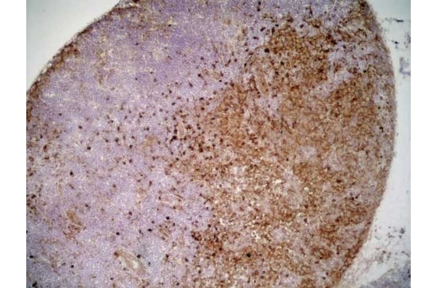 Immunohistochemistry - Anti-SIRP alpha Antibody [ED9] (A280341) - Antibodies.com