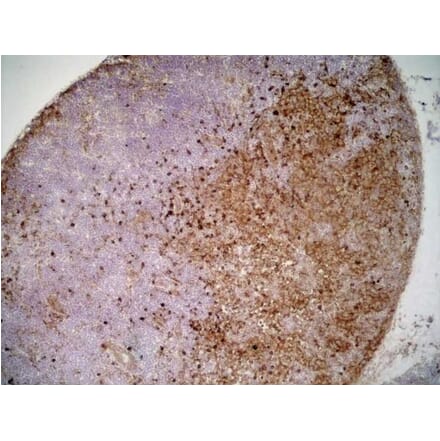 Immunohistochemistry - Anti-SIRP alpha Antibody [ED9] (A280341) - Antibodies.com