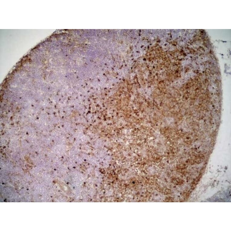 Immunohistochemistry - Anti-SIRP alpha Antibody [ED9] (A280341) - Antibodies.com