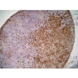 Immunohistochemistry - Anti-SIRP alpha Antibody [ED9] (A280341) - Antibodies.com