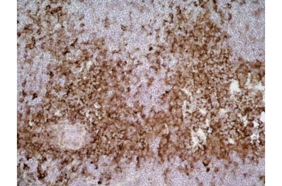 Immunohistochemistry - Anti-SIRP alpha Antibody [ED9] (A280341) - Antibodies.com