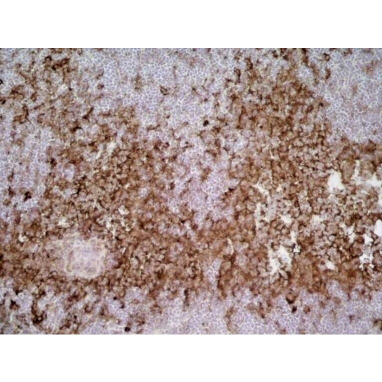 Immunohistochemistry - Anti-SIRP alpha Antibody [ED9] (A280341) - Antibodies.com