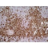 Immunohistochemistry - Anti-SIRP alpha Antibody [ED9] (A280341) - Antibodies.com