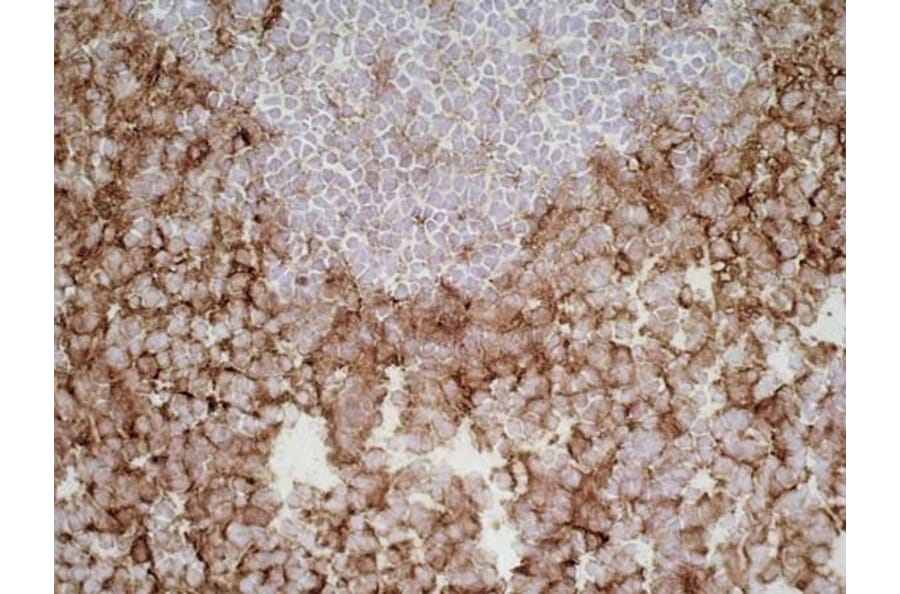 Immunohistochemistry - Anti-SIRP alpha Antibody [ED9] (A280341) - Antibodies.com