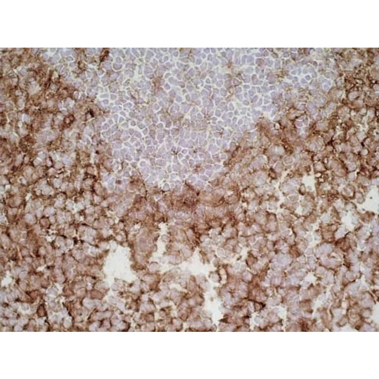 Immunohistochemistry - Anti-SIRP alpha Antibody [ED9] (A280341) - Antibodies.com