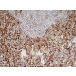 Immunohistochemistry - Anti-SIRP alpha Antibody [ED9] (A280341) - Antibodies.com