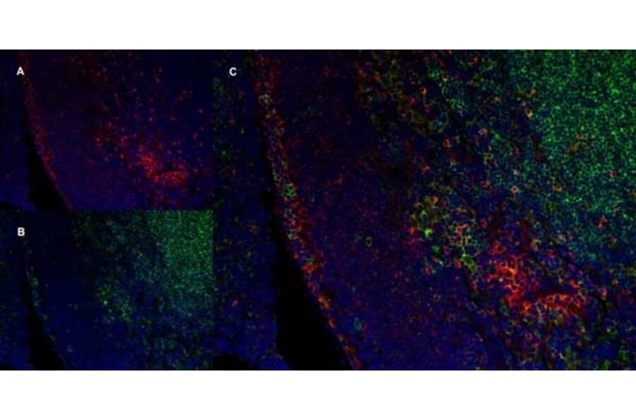 Immunofluorescence  - Anti-SIRP alpha Antibody [ED9] (A280341) - Antibodies.com