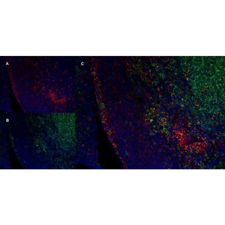 Immunofluorescence  - Anti-SIRP alpha Antibody [ED9] (A280341) - Antibodies.com