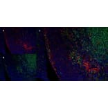 Immunofluorescence  - Anti-SIRP alpha Antibody [ED9] (A280341) - Antibodies.com