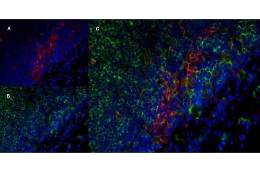 Immunofluorescence  - Anti-SIRP alpha Antibody [ED9] (A280341) - Antibodies.com