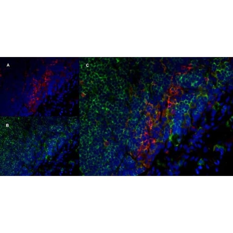 Immunofluorescence  - Anti-SIRP alpha Antibody [ED9] (A280341) - Antibodies.com