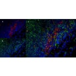 Immunofluorescence  - Anti-SIRP alpha Antibody [ED9] (A280341) - Antibodies.com