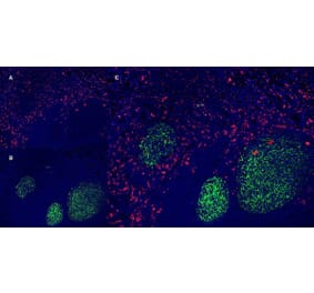 Immunofluorescence  - Anti-CD163 Antibody [EDHu-1] (A280344) - Antibodies.com