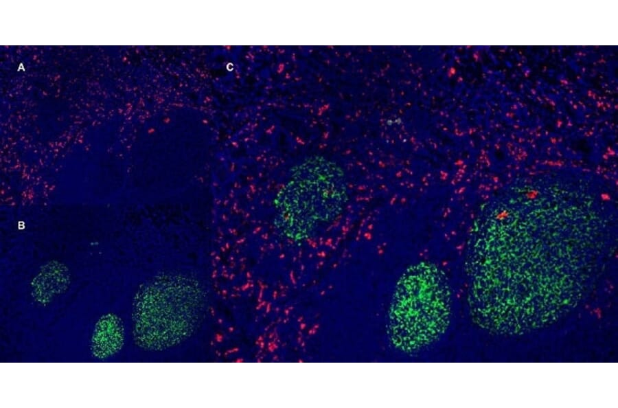 Immunofluorescence  - Anti-CD163 Antibody [EDHu-1] (A280344) - Antibodies.com