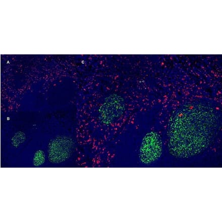 Immunofluorescence  - Anti-CD163 Antibody [EDHu-1] (A280344) - Antibodies.com