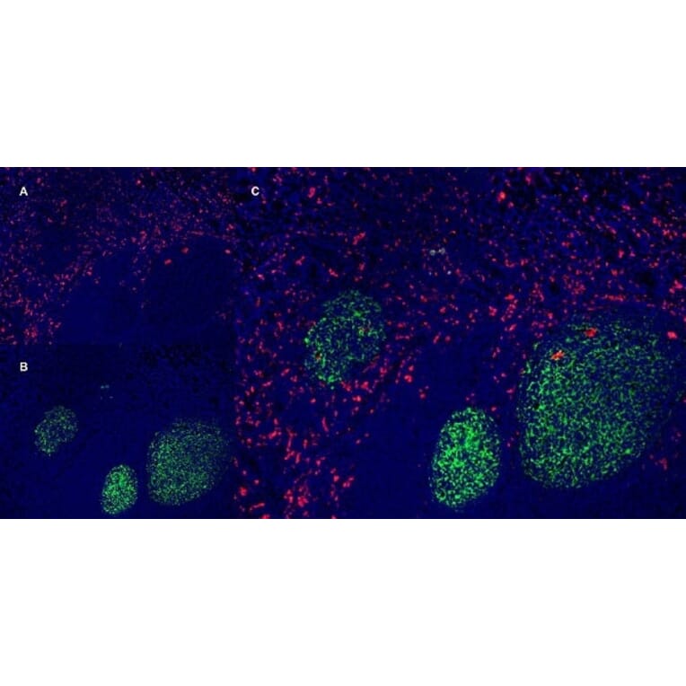 Immunofluorescence  - Anti-CD163 Antibody [EDHu-1] (A280344) - Antibodies.com
