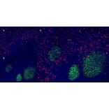 Immunofluorescence  - Anti-CD163 Antibody [EDHu-1] (A280344) - Antibodies.com