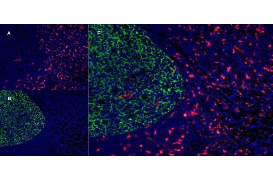 Immunofluorescence  - Anti-CD163 Antibody [EDHu-1] (A280344) - Antibodies.com