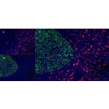 Immunofluorescence  - Anti-CD163 Antibody [EDHu-1] (A280344) - Antibodies.com