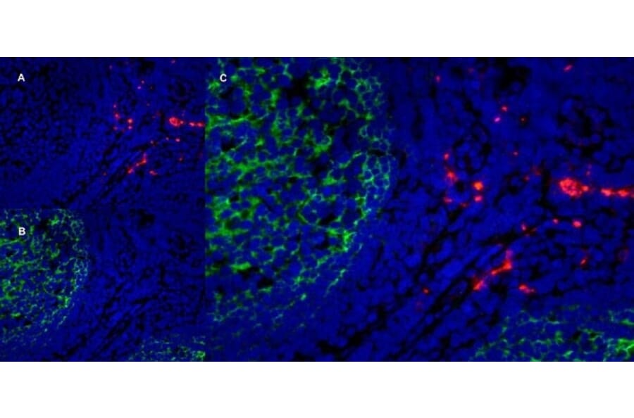 Immunofluorescence  - Anti-CD163 Antibody [EDHu-1] (A280344) - Antibodies.com