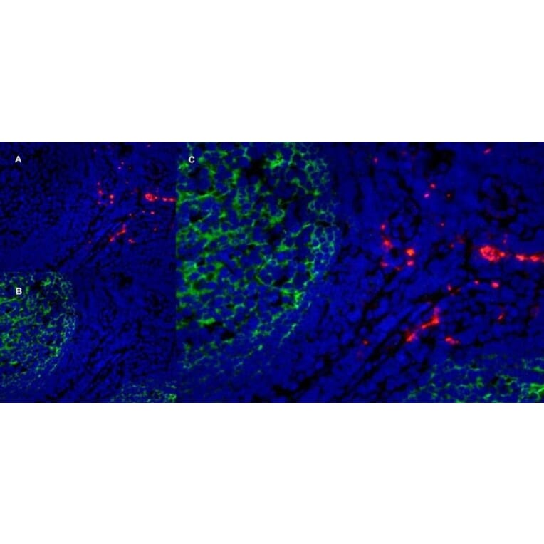 Immunofluorescence  - Anti-CD163 Antibody [EDHu-1] (A280344) - Antibodies.com