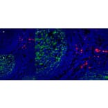 Immunofluorescence  - Anti-CD163 Antibody [EDHu-1] (A280344) - Antibodies.com