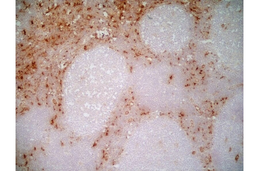Immunohistochemistry - Anti-CD163 Antibody [EDHu-1] (A280344) - Antibodies.com