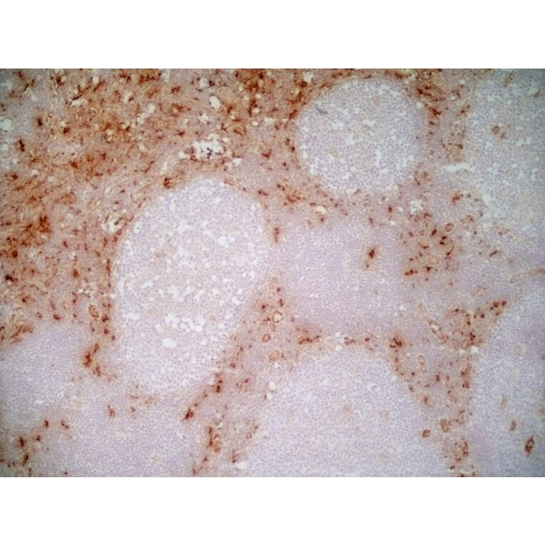 Immunohistochemistry - Anti-CD163 Antibody [EDHu-1] (A280344) - Antibodies.com