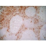 Immunohistochemistry - Anti-CD163 Antibody [EDHu-1] (A280344) - Antibodies.com