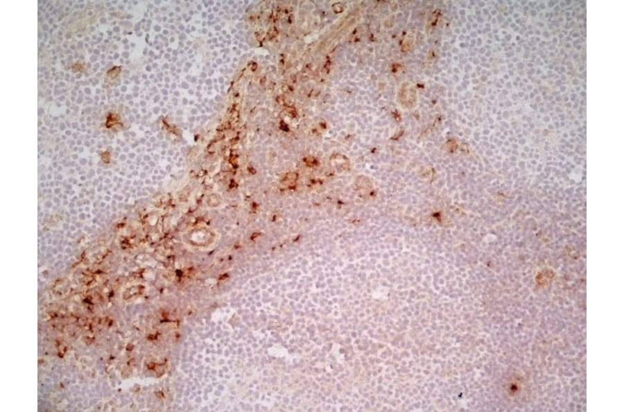 Immunohistochemistry - Anti-CD163 Antibody [EDHu-1] (A280344) - Antibodies.com