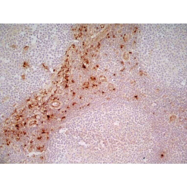 Immunohistochemistry - Anti-CD163 Antibody [EDHu-1] (A280344) - Antibodies.com