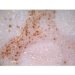 Immunohistochemistry - Anti-CD163 Antibody [EDHu-1] (A280344) - Antibodies.com