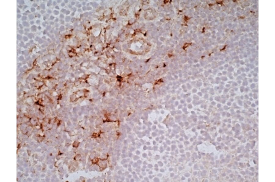Immunohistochemistry - Anti-CD163 Antibody [EDHu-1] (A280344) - Antibodies.com