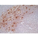 Immunohistochemistry - Anti-CD163 Antibody [EDHu-1] (A280344) - Antibodies.com