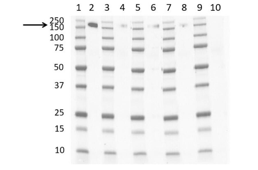 Western Blot - Anti-CD163 Antibody [EDHu-1] (A280344) - Antibodies.com