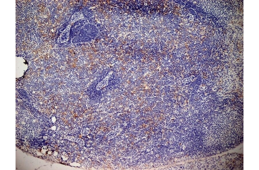 Immunohistochemistry - Anti-CD13 Antibody [ER-BMDM1] (A280354) - Antibodies.com