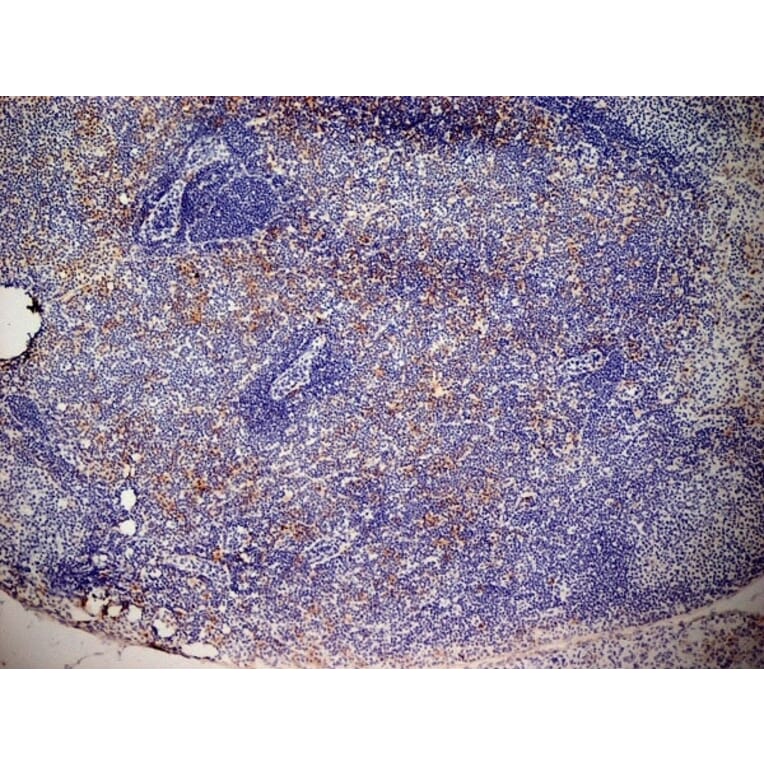 Immunohistochemistry - Anti-CD13 Antibody [ER-BMDM1] (A280354) - Antibodies.com
