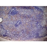 Immunohistochemistry - Anti-CD13 Antibody [ER-BMDM1] (A280354) - Antibodies.com