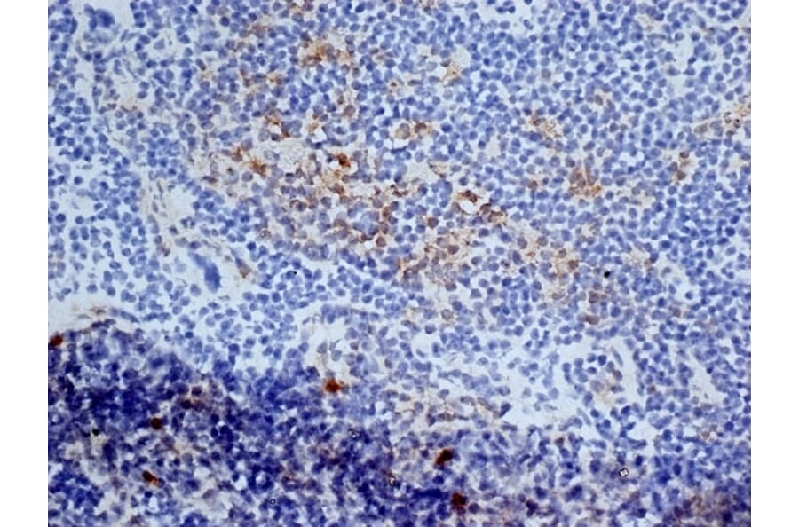 Immunohistochemistry - Anti-CD13 Antibody [ER-BMDM1] (A280354) - Antibodies.com