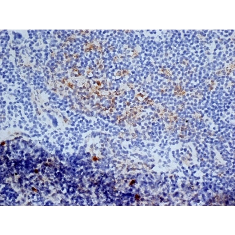 Immunohistochemistry - Anti-CD13 Antibody [ER-BMDM1] (A280354) - Antibodies.com