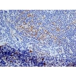 Immunohistochemistry - Anti-CD13 Antibody [ER-BMDM1] (A280354) - Antibodies.com