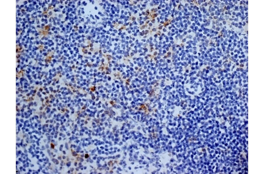 Immunohistochemistry - Anti-CD13 Antibody [ER-BMDM1] (A280354) - Antibodies.com