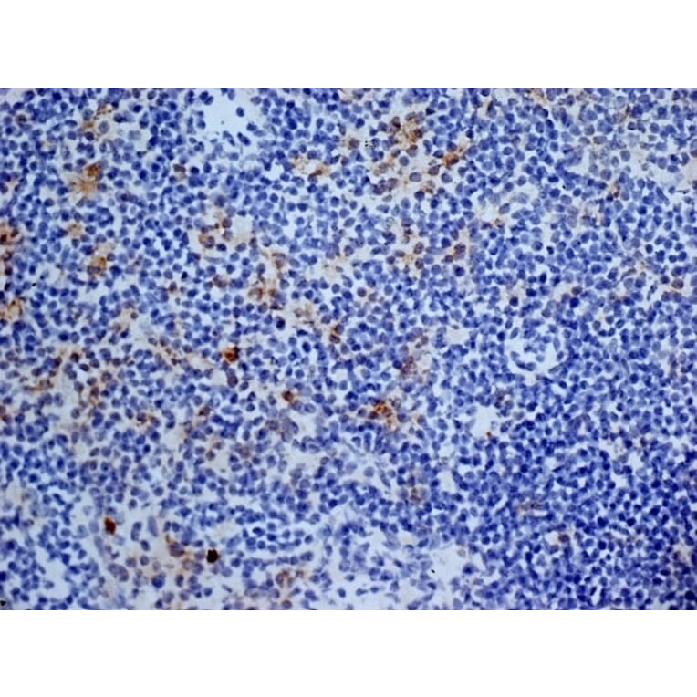 Immunohistochemistry - Anti-CD13 Antibody [ER-BMDM1] (A280354) - Antibodies.com