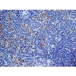 Immunohistochemistry - Anti-CD13 Antibody [ER-BMDM1] (A280354) - Antibodies.com