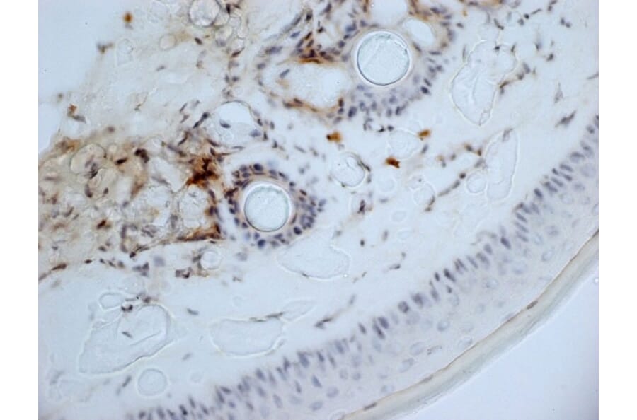 Immunohistochemistry - Anti-CD13 Antibody [ER-BMDM1] (A280354) - Antibodies.com